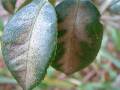 Camellia mite and scale_2